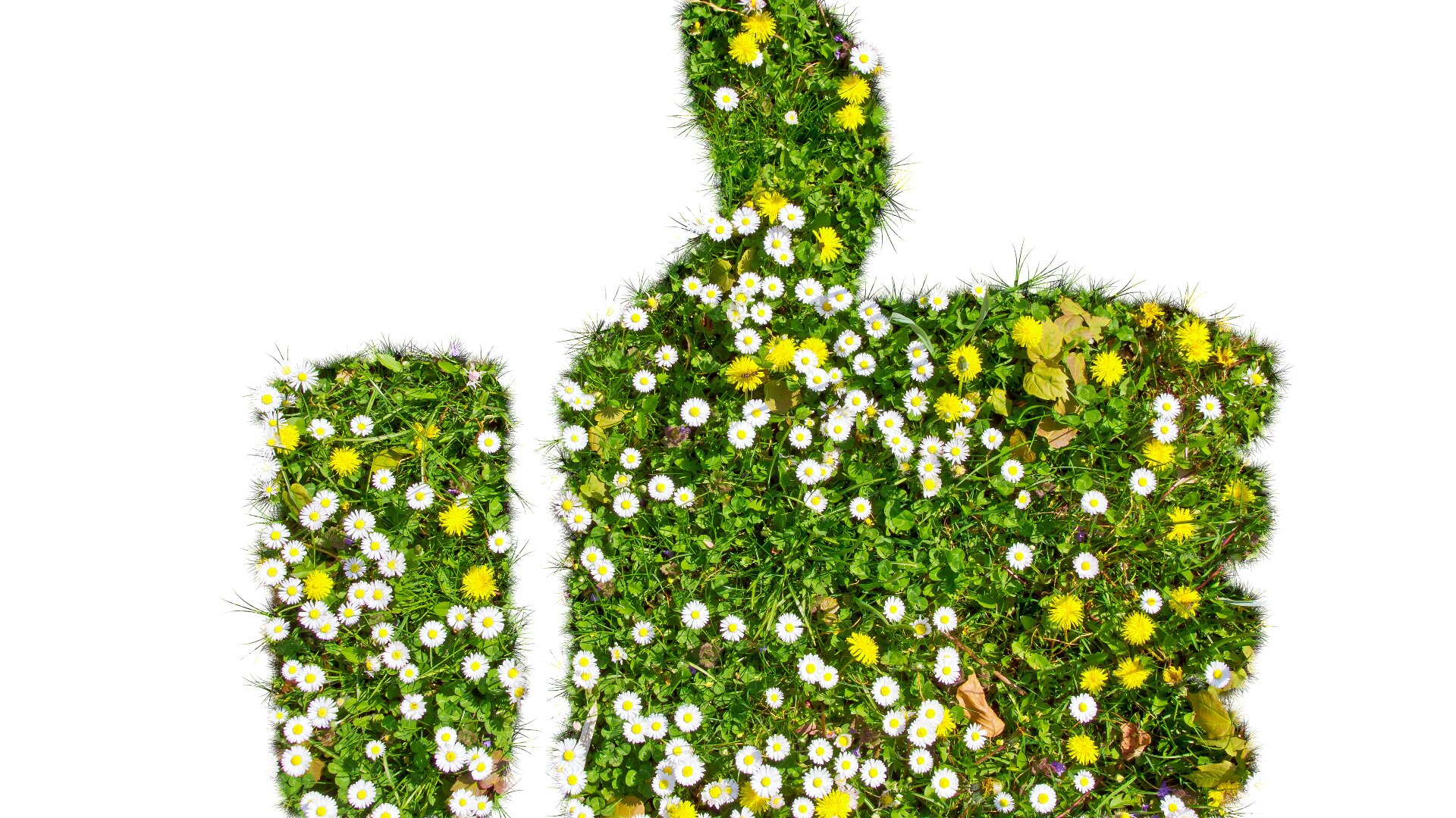 Ein Daumen-hoch-Symbol aus grünem Gras und bunten Blumen, einschließlich Gänseblümchen und Löwenzahn, auf weißem Hintergrund.