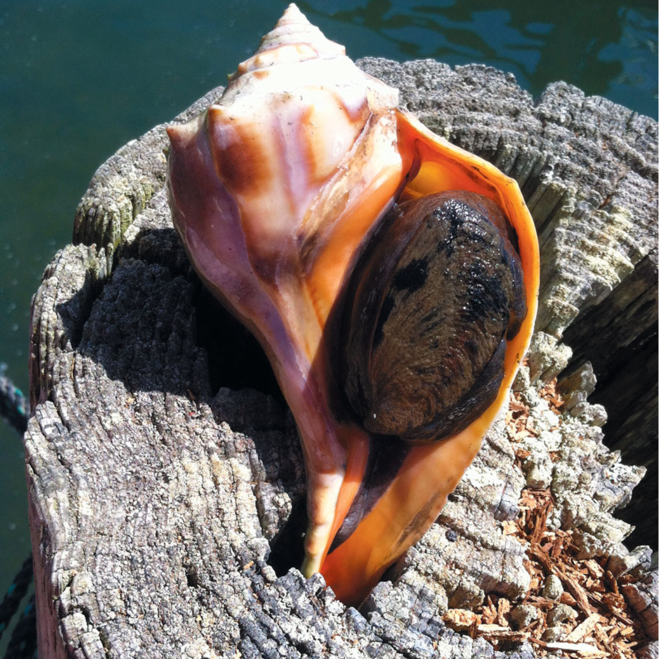 SAFNAS HANEES Safnas Hanees